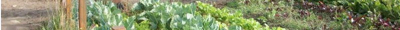 bandeau/jardin